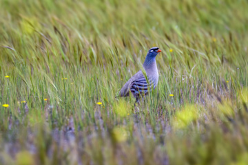 Birdwatching in Iran