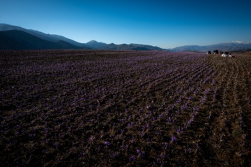 Cosecha de azafrán en el norte de Irán