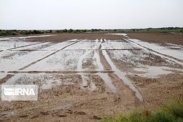 باران کشتزارهای خراسان شمالی را سیراب کرد