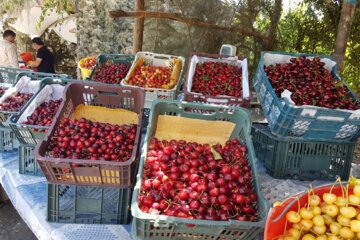 چراغانی گیلاس در شهر اشنویه