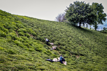 El té de Lahiyan