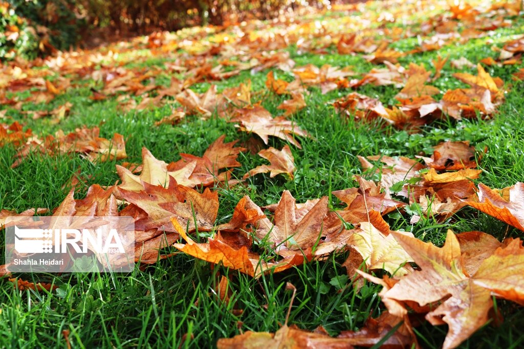 فرش زرد تابستان زیرپای رهگذران پیاده‌روهای گرگان