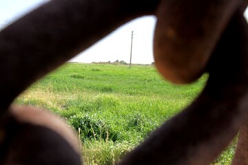 مزارع گندم وجو در سمنان