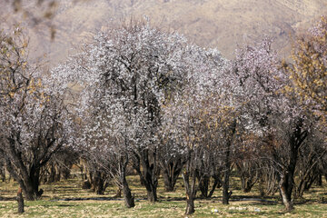 شکوفه های زمستانی در دریاچه مهارلو