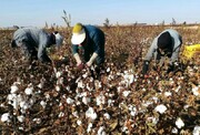 ۱۲ هزار و ۱۳۰ نفر  عضو صندوق بیمه اجتماعی روستاییان خراسان‌شمالی شدند