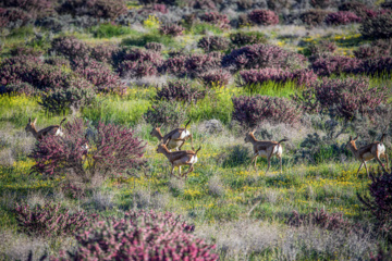 Iranian goitered gazelle