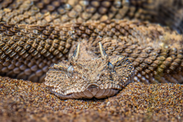 خوزستان کےعلاقے چمیم کی وائلڈ لائف - سینگوں والا سانپ
(Pseudocerastes persicus) 