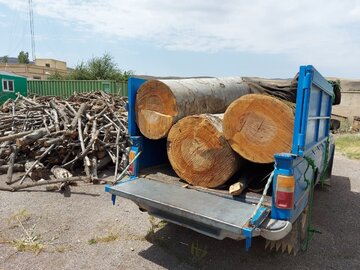 قاچاق چوب در علی‌آباد کتول گلستان نیازمند رسیدگی ویژه