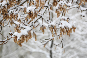 Chutes de neige à Hamadan à l'ouest iranien 