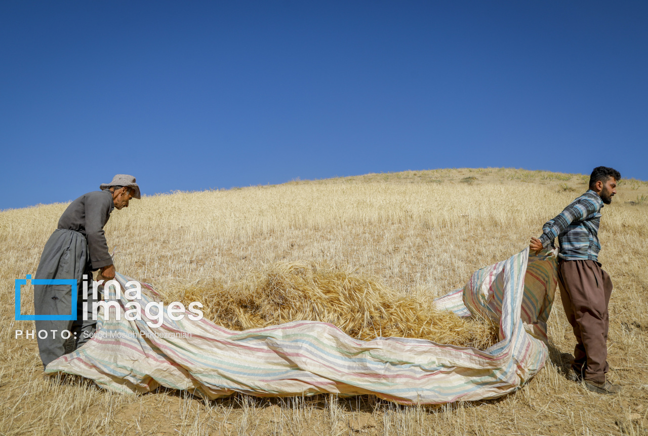 برداشت سنتی گندم از مزارع کردستان