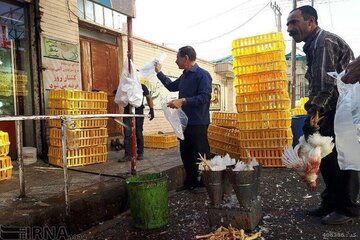  ۹ مرکز ذبح و عرضه مرغ زنده در اشنویه جمع‌آوری شد