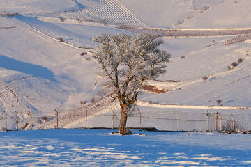 Snowy day 