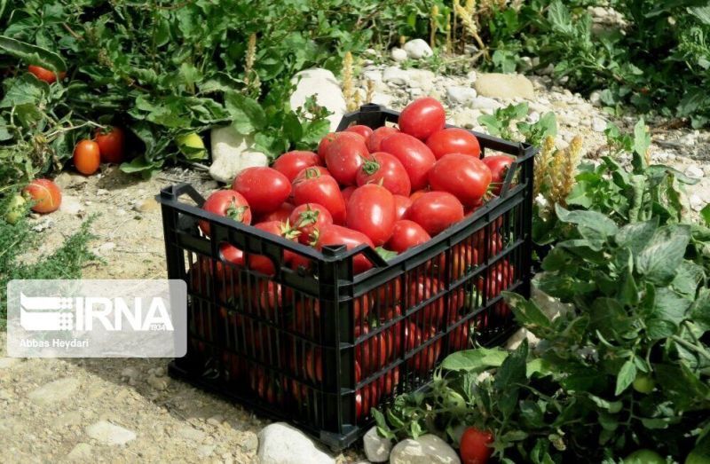 پنج هزار و ۱۰۰ هکتار گوجه فرنگی در زنجان کشت می‌شود