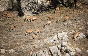 تهدید زیستمندان گلستان در گرمای ۵۰ درجه، کم‌آبی و آتش‌سوزی 