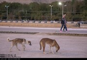 ۷۴ ضربه شلاق برای سگ کشی در گیلان