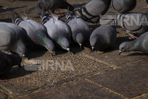 مهربانی با پرندگان