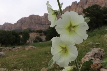 چشم اندازهایی از بهار در طبیعت اندیکا