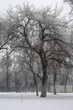 Les images des chutes de neige à Qazvin