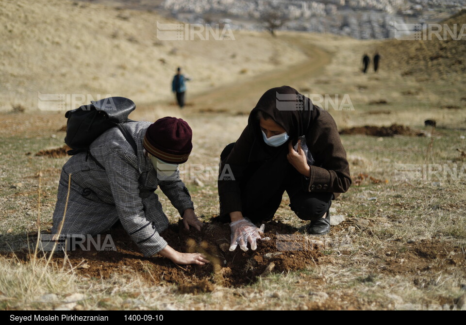 پویش مردمی بذرکاری برای احیای جنگل های زاگرس