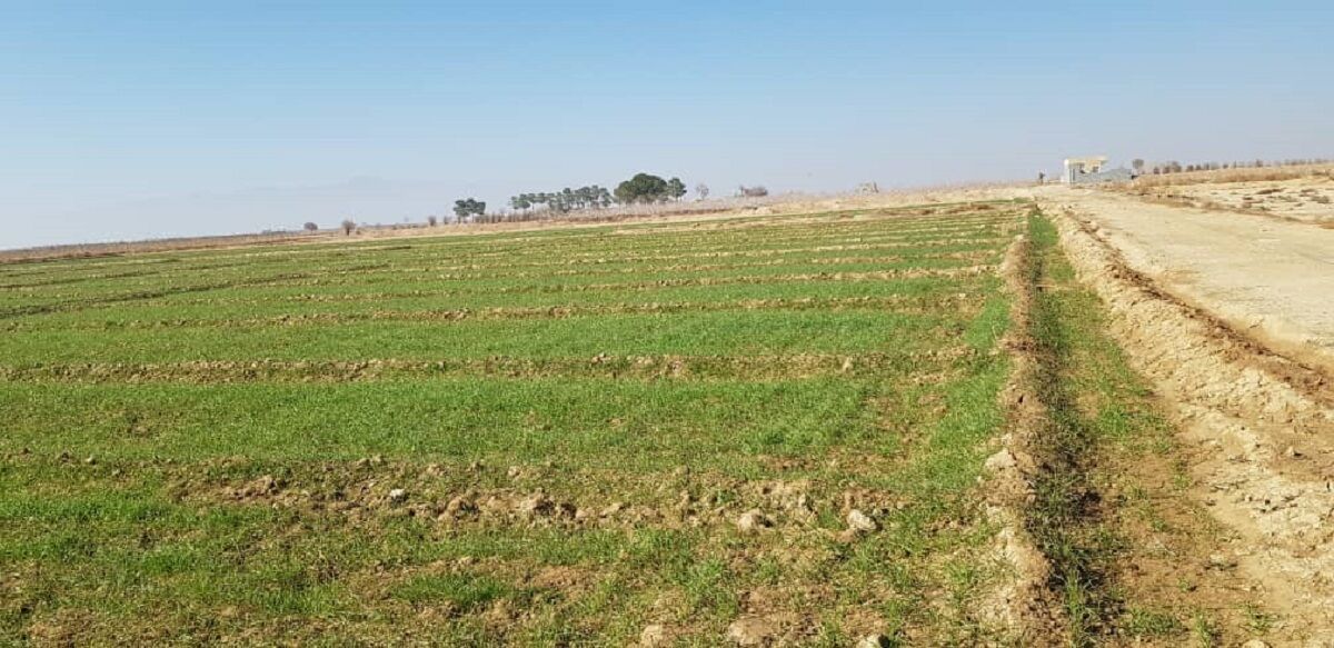 ۳۰۰ میلیارد ریال برای جبران خسارت کشاورزان استان بوشهر اختصاص یافت
