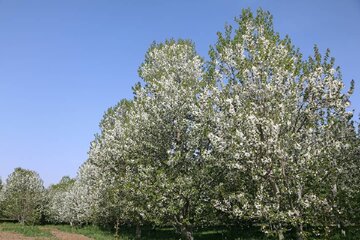 شکوفه باران باغات گیلاس اشنویه