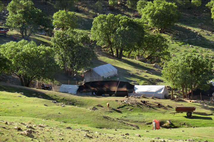 دنیای درختان را خراب نکنیم