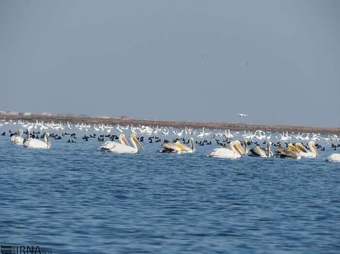 Iranian Island hosts pelicans in fall