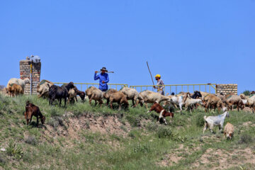 طبیعت زیبای بهاری بدرانلو