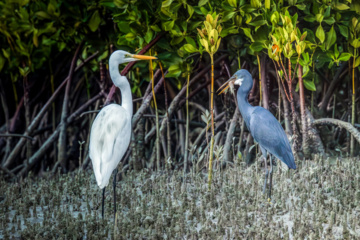 Birdwatching in Iran