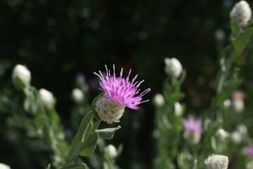 گل دهی و گرده افشانی درختان انار در سمنان