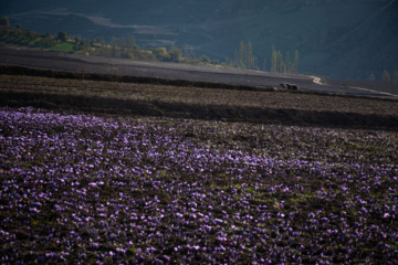 Cosecha de azafrán en el norte de Irán