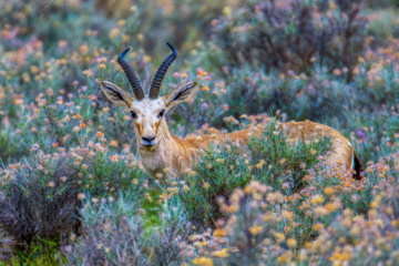 Iranian goitered gazelle