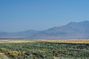 برداشت نخود در شهرستان دلفان