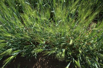 مزارع گندم وجو در سمنان