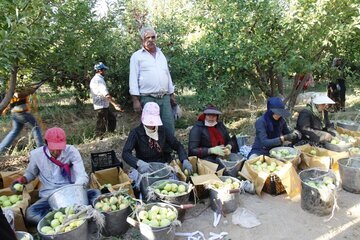 ۱۲۴ هزارتن میوه سیب در باغستان های کهگیلویه و بویراحمد برداشت شد