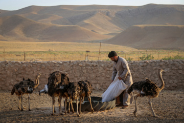 کارآفرینی با پرورش شترمرغ