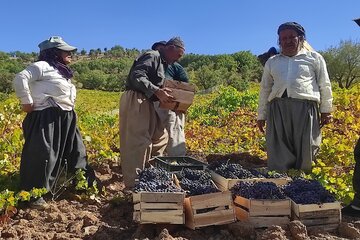 زمینه صادرات انگور جغتای خراسان رضوی فراهم شد