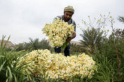 Kazerun'da Nergis Hasadı