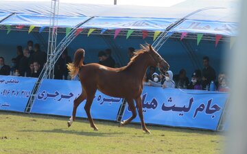 بیست و نهمین جشنواره قهرمانی زیبایی اسب اصیل ایرانی در گتوند