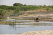 فرماندار: حجم آب رودخانه خرم‌آباد ۷۹ درصد کاهش یافت