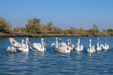 «خور تیاب» زیستگاه پرندگان مهاجر