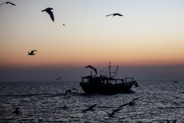 Pesca de camarones y peces en el Golfo Pérsico