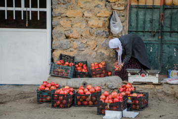 برداشت انار در «هورامان»