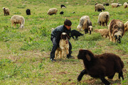 عشایر در مناطق ییلاقی استان سمنان کمبود آب ندارند