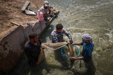 برداشت میگو از مزارع چوئبده