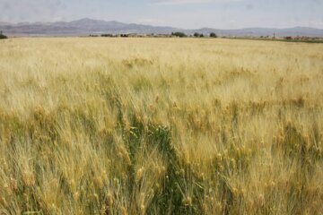 مزارع گندم وجو در سمنان