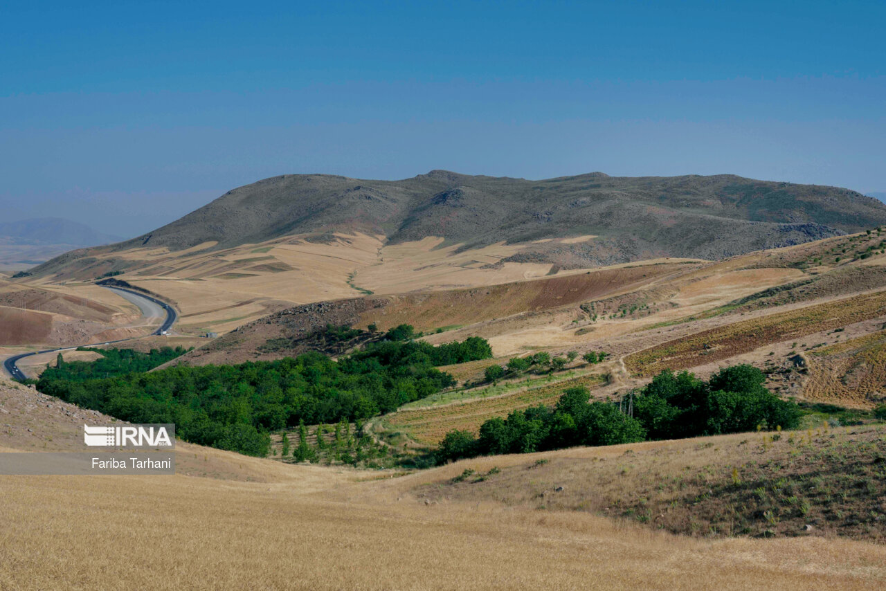 برداشت نخود در شهرستان دلفان