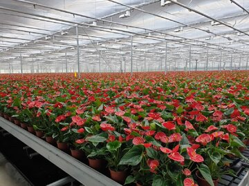 ۱۲۶ میلیون واحد انواع گل و گیاه زینتی در پایتخت گل ایران تولید شد