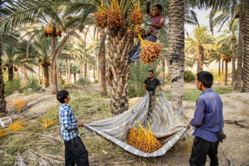 برداشت خرمای زاهدی