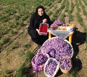 بانوی کازرونی، مروج کشت طلای سرخ بین زنان روستایی شد